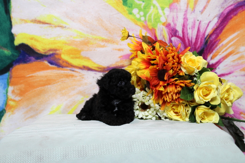 puppy, for, sale, Toy Poodle, Matthew B. Stoltzfus, dog, breeder, Gap, PA, dog-breeder, puppy-for-sale, forsale, nearby, find, puppyfind, locator, puppylocator, aca